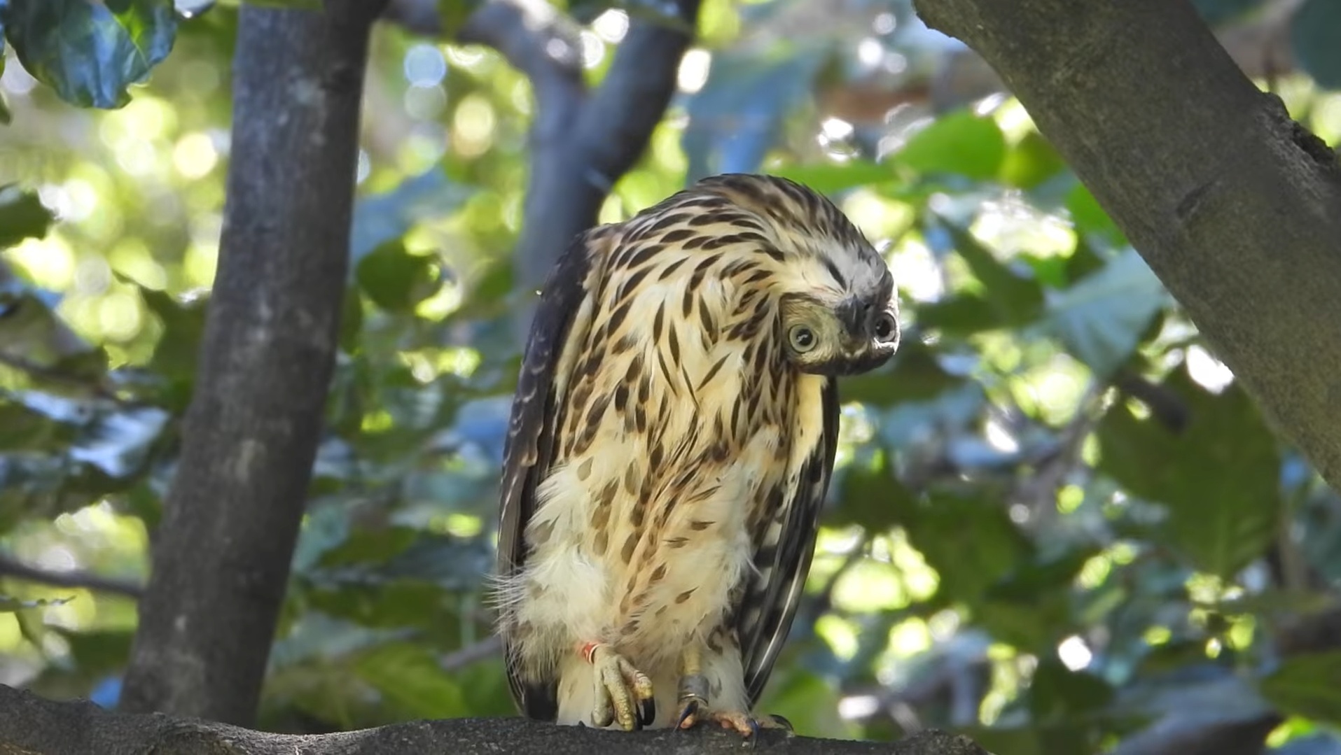 Bent-neck-Goshawk-C26-Daan-Park-2022-July-23.jpg