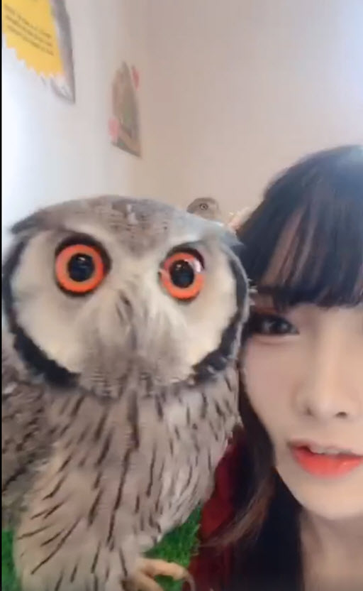 Cute-OWL-Big-Orange-EYEs.jpg